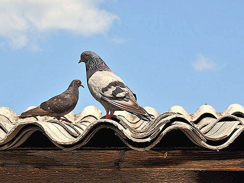 Pigeon Control Glendale AZ